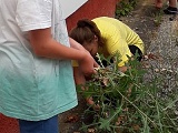 Pracujeme na zahradě_004